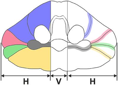 Delineation of Subregions in the Early Postnatal Human Cerebellum for Design-Based Stereologic Studies